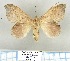  (Leipoxais pr. peraffinis - LBEOW-27)  @14 [ ] Unspecified (default): All Rights Reserved  Unspecified Unspecified