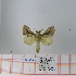  (Bombycopsis sp. 2 - Str-064)  @14 [ ] Unspecified (default): All Rights Reserved  Unspecified Unspecified
