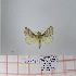  (Bombycopsis sp. 3 - Str-066)  @13 [ ] Unspecified (default): All Rights Reserved  Unspecified Unspecified