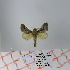  (Bombycopsis sp. 4 - Str-067)  @14 [ ] Unspecified (default): All Rights Reserved  Unspecified Unspecified