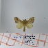  (Bombycopsis sp. 5 - Str-068)  @13 [ ] Unspecified (default): All Rights Reserved  Unspecified Unspecified