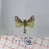  (Bombycopsis sp. 8 - Str-071)  @12 [ ] Unspecified (default): All Rights Reserved  Unspecified Unspecified