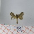  (Bombycopsis sp. 9 - Str-072)  @13 [ ] Unspecified (default): All Rights Reserved  Unspecified Unspecified