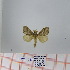  (Bombycopsis sp. 10 - Str-073)  @13 [ ] Unspecified (default): All Rights Reserved  Unspecified Unspecified