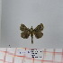  (Bombycopsis sp. 11 - Str-074)  @12 [ ] Unspecified (default): All Rights Reserved  Unspecified Unspecified
