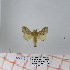  (Bombycopsis sp. 14 - Str-077)  @13 [ ] Unspecified (default): All Rights Reserved  Unspecified Unspecified