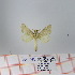  (Bombycopsis sp. 16 - Str-079)  @13 [ ] Unspecified (default): All Rights Reserved  Unspecified Unspecified