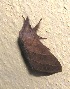  (Syrastrena regia - VZ-LASIO-225)  @12 [ ] Unspecified (default): All Rights Reserved  Unspecified Unspecified
