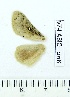  (Bombycopsis tephrobaphes - VZ-LASIO-268)  @12 [ ] Unspecified (default): All Rights Reserved  Unspecified Unspecified