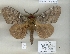  (Dendrolimus pini witti - LBEOW-16)  @13 [ ] Unspecified (default): All Rights Reserved  Unspecified Unspecified