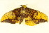  ( - BIOUG01333-A05)  @14 [ ] CreativeCommons - Attribution (2011) CBG Photography Group Centre for Biodiversity Genomics