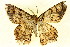 ( - BIOUG01333-B03)  @12 [ ] CreativeCommons - Attribution (2011) CBG Photography Group Centre for Biodiversity Genomics