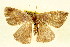  (Herbita amicaria - BIOUG01333-C01)  @13 [ ] CreativeCommons - Attribution (2011) CBG Photography Group Centre for Biodiversity Genomics