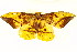  ( - BIOUG01333-C07)  @13 [ ] CreativeCommons - Attribution (2011) CBG Photography Group Centre for Biodiversity Genomics