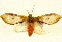  (Pseudohemihyalea daraba - BIOUG01333-D11)  @14 [ ] CreativeCommons - Attribution (2011) CBG Photography Group Centre for Biodiversity Genomics