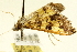  ( - BIOUG01334-F06)  @12 [ ] CreativeCommons - Attribution (2011) CBG Photography Group Centre for Biodiversity Genomics