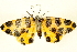 ( - BIOUG01334-F10)  @13 [ ] CreativeCommons - Attribution (2011) CBG Photography Group Centre for Biodiversity Genomics
