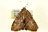  ( - BIOUG01334-F11)  @13 [ ] CreativeCommons - Attribution (2011) CBG Photography Group Centre for Biodiversity Genomics