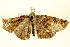  (Acronyctodes corrugata - BIOUG01334-G03)  @13 [ ] CreativeCommons - Attribution (2011) CBG Photography Group Centre for Biodiversity Genomics
