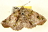  ( - BIOUG01335-A02)  @12 [ ] CreativeCommons - Attribution (2011) CBG Photography Group Centre for Biodiversity Genomics