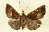  (Hypena Iollia - BIOUG01335-C02)  @14 [ ] CreativeCommons - Attribution (2011) CBG Photography Group Centre for Biodiversity Genomics