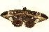  ( - BIOUG01335-C07)  @12 [ ] CreativeCommons - Attribution (2011) CBG Photography Group Centre for Biodiversity Genomics