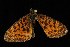  (Boloria selene - 04HBL003489)  @14 [ ] CreativeCommons - Attribution (2010) Unspecified Centre for Biodiversity Genomics