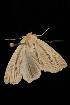  (Mythimna oxygala - 04HBL003557)  @14 [ ] CreativeCommons - Attribution (2010) Unspecified Centre for Biodiversity Genomics