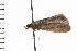  (Agonopterix gelidella - 07WNP-10752)  @15 [ ] CreativeCommons - Attribution (2008) Unspecified Centre for Biodiversity Genomics
