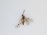  ( - TMM-593-2)  @11 [ ] CreativeCommonsAttribution Non-Commercial (2018) Unspecified Zhejiang A&F University