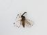  ( - TMM-617-2)  @11 [ ] CreativeCommonsAttribution Non-Commercial (2018) Unspecified Zhejiang A&F University