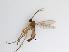  (Scythropochroa sp. 2_TM - TMM-623-2)  @11 [ ] CreativeCommonsAttribution Non-Commercial (2018) Unspecified Zhejiang A&F University