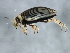  ( - 10PROBE-27027)  @13 [ ] CreativeCommons - Attribution (2010) CBG Photography Group Centre for Biodiversity Genomics