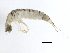  ( - 10PROBE-27046)  @13 [ ] CreativeCommons - Attribution (2010) CBG Photography Group Centre for Biodiversity Genomics