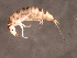  ( - 10PROBE-27064)  @13 [ ] CreativeCommons - Attribution (2010) CBG Photography Group Centre for Biodiversity Genomics