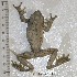  ( - AACRG2961)  @11 [ ] CreativeCommons - Attribution Non-Commercial (2017) Prof LH du Preez AACRG, North-West University
