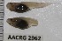  ( - AACRG2962)  @11 [ ] CreativeCommons - Attribution Non-Commercial (2017) Prof LH du Preez AACRG, North-West University