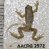  ( - AACRG2972)  @11 [ ] CreativeCommons - Attribution Non-Commercial (2017) Prof LH du Preez AACRG, North-West University