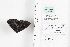  ( - LEP88344)  @11 [ ] by-nc (2022) Unspecified Florida Museum of Natural History, McGuire Center for Lepidoptera and Biodiversity
