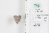  ( - LEP88406)  @11 [ ] by-nc (2022) Unspecified Florida Museum of Natural History, McGuire Center for Lepidoptera and Biodiversity