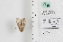  ( - LEP88981)  @11 [ ] by-nc (2022) Unspecified Florida Museum of Natural History, McGuire Center for Lepidoptera and Biodiversity