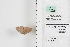  ( - LEP84854)  @11 [ ] by-nc (2022) Unspecified Florida Museum of Natural History, McGuire Center for Lepidoptera and Biodiversity