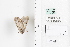  ( - LEP88346)  @11 [ ] by-nc (2022) Unspecified Florida Museum of Natural History, McGuire Center for Lepidoptera and Biodiversity