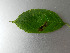 (Aulagromyza heringii - RMNH.INS.554618.2)  @12 [ ] CreativeCommons - Attribution Non-Commercial Share-Alike (2012) Naturalis, Biodiversity Centre Naturalis, Biodiversity Centre