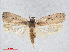  ( - RMNH.INS.544525)  @14 [ ] CreativeCommons - Attribution Non-Commercial Share-Alike (2014) Unspecified Naturalis, Biodiversity Centre