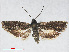  ( - RMNH.INS.544530)  @14 [ ] CreativeCommons - Attribution Non-Commercial Share-Alike (2014) Unspecified Naturalis, Biodiversity Centre