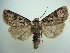  (Agrotis ruta - KLM Lep 06180)  @13 [ ] CreativeCommons - Attribution Non-Commercial Share-Alike (2015) Christian Wieser Landesmuseum Kärnten