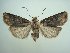  (Agrotis frater - KLM Lep 06183)  @14 [ ] CreativeCommons - Attribution Non-Commercial Share-Alike (2015) Christian Wieser Landesmuseum Kärnten