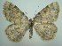  (Charissa ochrofasciata - KLM Lep 06223)  @14 [ ] CreativeCommons - Attribution Non-Commercial Share-Alike (2015) Christian Wieser Landesmuseum Kärnten