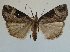  (Hypena tristalis - KLM Lep 06253)  @12 [ ] CreativeCommons - Attribution Non-Commercial Share-Alike (2015) Christian Wieser Landesmuseum Kärnten